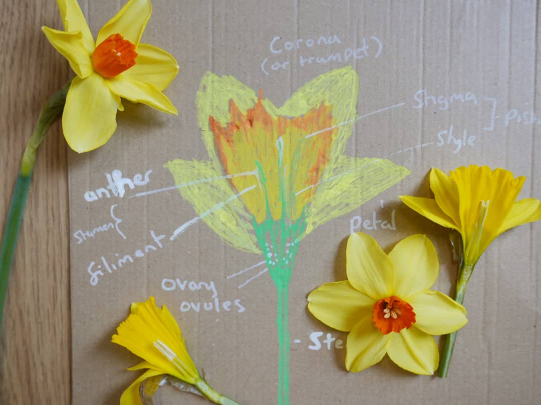 Daffodils Dry Wipe Memo Board 